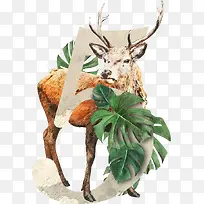 ��ֲ��Ӣ��������5-������