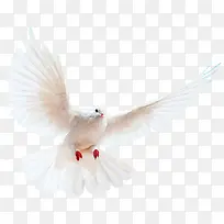 动物 鸽子 插画 素材-空若网 动物 鸽子 插画 素材-空若网