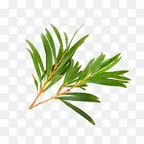 互生叶白千层-空若网 互生叶白千层-空若网