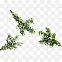 ʥ��������֦Ԫ��-������