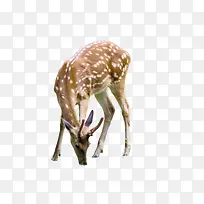 梅花小鹿吃草-空若网 梅花小鹿吃草-空若网