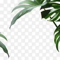 叶子,树叶,绿色,草-空若网 叶子,树叶,绿色,草-空若网