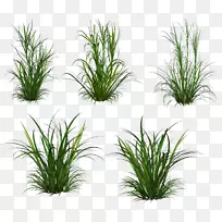 草本植物剪贴画-草-空若网 草本植物剪贴画-草-空若网