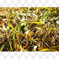 秋草黄,叶芬芳-空若网 秋草黄,叶芬芳-空若网