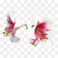 百合花剪贴画-礼来-空若网 百合花剪贴画-礼来-空若网