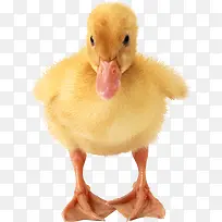 黄色的嫩小鸭-空若网 黄色的嫩小鸭-空若网