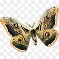 ��������ʼҶ���-������