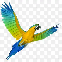 彩色青春鹦鹉动物-空若网 彩色青春鹦鹉动物-空若网