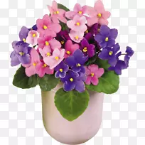 非洲紫罗兰室内花瓶花茉莉花-空若网 非洲紫罗兰室内花瓶花茉莉花-空若网