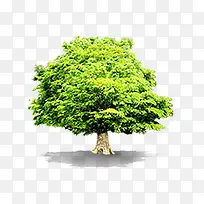 绿色小树-空若网 绿色小树-空若网