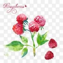 手绘树莓-空若网 手绘树莓-空若网