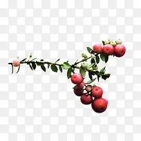 山楂-空若网 山楂-空若网