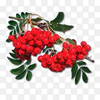 ɽ�-������