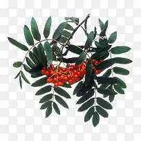 山楂-空若网 山楂-空若网