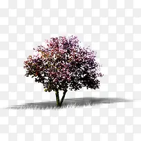 ������Ӱ��ɫ÷����-������