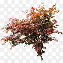 红色枫树创意高清摄影-空若网 红色枫树创意高清摄影-空若网