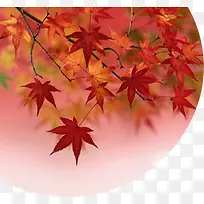 ��ɫ��֦��ҶҽԺ-������