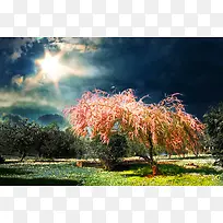 红色树枝宽屏背景-空若网 红色树枝宽屏背景-空若网