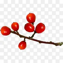 树枝红色果实-空若网 树枝红色果实-空若网