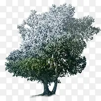 高清摄影环境元素树木-空若网 高清摄影环境元素树木-空若网