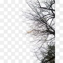 高清摄影树木环境渲染效果-空若网 高清摄影树木环境渲染效果-空若网