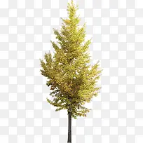 ��ɫֲ�������Ӱ������Ⱦ-������