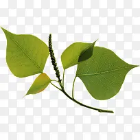 创意高清摄影环境渲染树叶-空若网 创意高清摄影环境渲染树叶-空若网