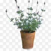 高情摄影环境植物-空若网 高情摄影环境植物-空若网