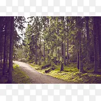 高清森林环境渲染效果摄影-空若网 高清森林环境渲染效果摄影-空若网