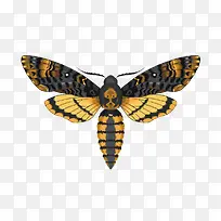 手绘虫子-空若网 手绘虫子-空若网