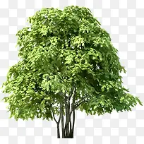 绿色茂密大树-空若网 绿色茂密大树-空若网