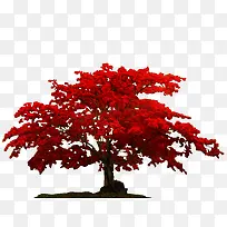 ��Ҷ��ïʢ�ĺ�Ҷ��-������