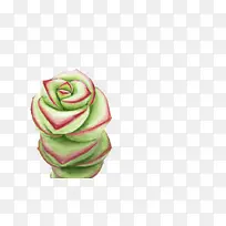 Ö²Îï-¿ÕÈôÍø Ö²Îï-¿ÕÈôÍø