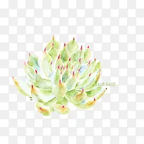 Ö²Îï-¿ÕÈôÍø Ö²Îï-¿ÕÈôÍø