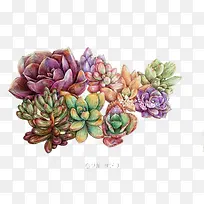 Ö²Îï-¿ÕÈôÍø Ö²Îï-¿ÕÈôÍø