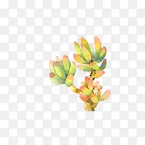 多肉植物-空若网 多肉植物-空若网