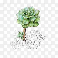 植物-空若网 植物-空若网