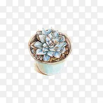 Ö²Îï-¿ÕÈôÍø Ö²Îï-¿ÕÈôÍø