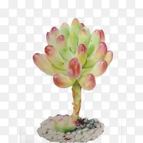 Ö²Îï-¿ÕÈôÍø Ö²Îï-¿ÕÈôÍø