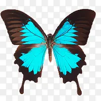 蝴蝶 昆虫 标本-空若网 蝴蝶 昆虫 标本-空若网