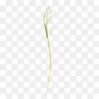 食物装饰-空若网 食物装饰-空若网