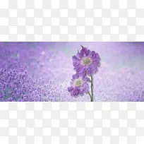 ޹�²���ɫ����-������