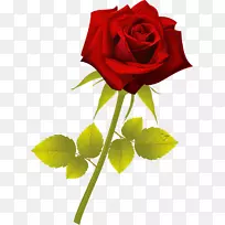 »¨ºìÖ²Îﻨ԰õ¹å»-ºìõ¹å-¿ÕÈôÍø »¨ºìÖ²Îﻨ԰õ¹å»-ºìõ¹å-¿ÕÈôÍø