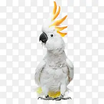 可爱小鸟-空若网 可爱小鸟-空若网