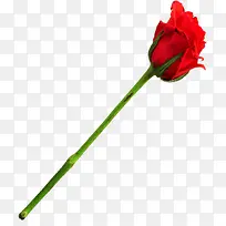 高清摄影活动一直玫瑰花-空若网 高清摄影活动一直玫瑰花-空若网