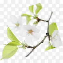 合成摄影创意白色桃花-空若网 合成摄影创意白色桃花-空若网