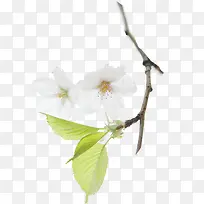 创意高清摄影白色桃花-空若网 创意高清摄影白色桃花-空若网