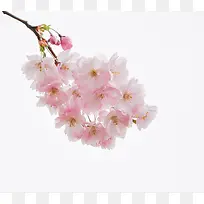 可爱桃花植物图片-空若网 可爱桃花植物图片-空若网