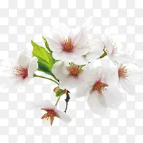 白色桃花元素-空若网 白色桃花元素-空若网