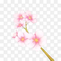 手绘白色桃花-空若网 手绘白色桃花-空若网